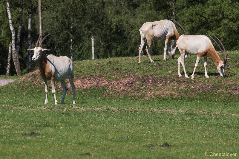_DSC6403.JPG - Algazelle