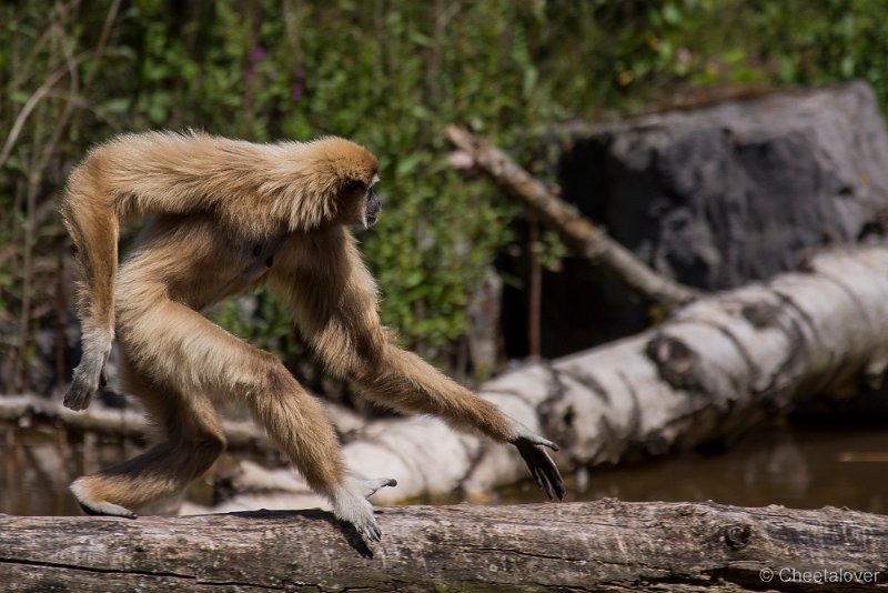 _DSC6529.JPG - Withandgibbon