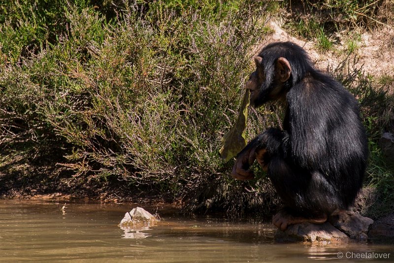 _DSC6551.JPG - Chimpansee