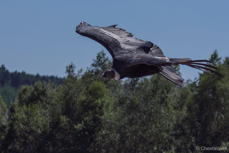 _DSC6616.JPG - Condor