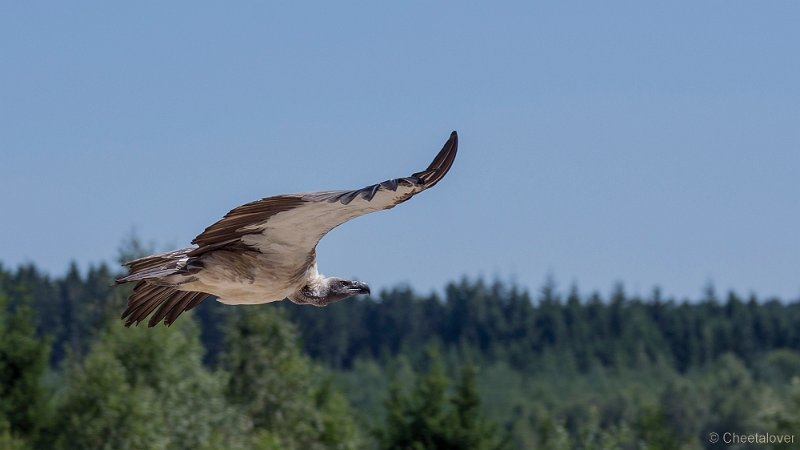 _DSC6650.JPG - Witruggier
