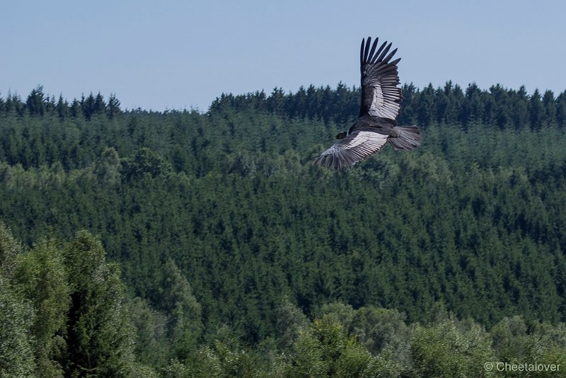 _DSC6673.JPG - Condor