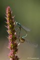 _DSC6539