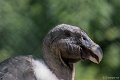 _DSC6554