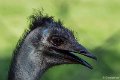 _DSC6706