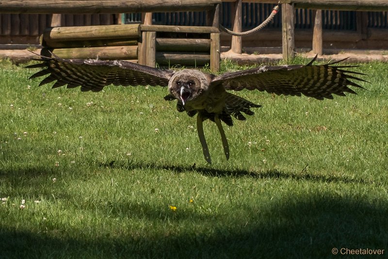 P1210586.JPG - Wildpark Hellenthal