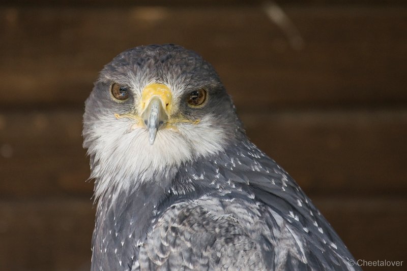_DSC7188.JPG - Wildpark Hellenthal