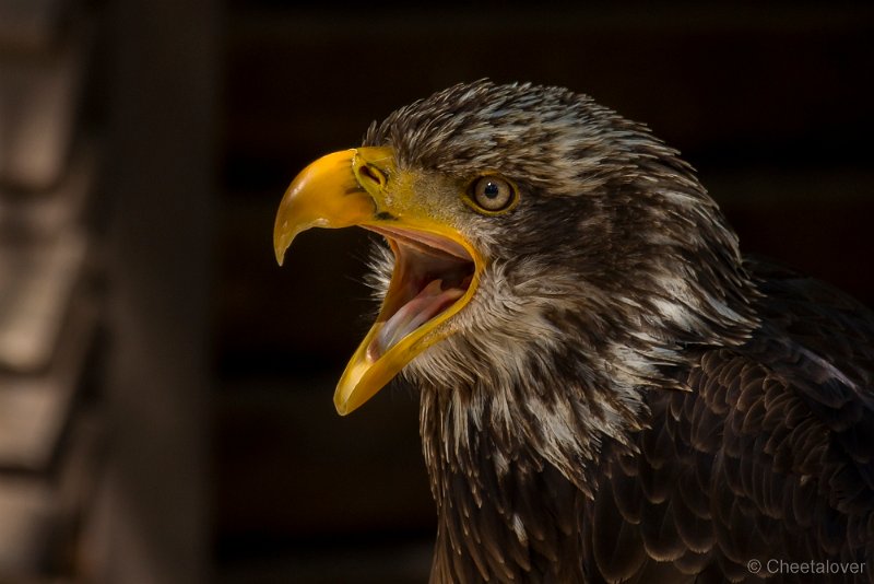 _DSC7202.JPG - Wildpark Hellenthal