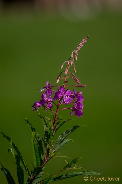 _DSC7205.JPG - Wildpark Hellenthal