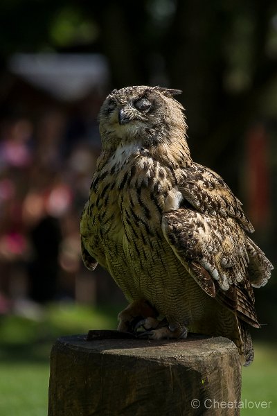 _DSC7218.JPG - Wildpark Hellenthal