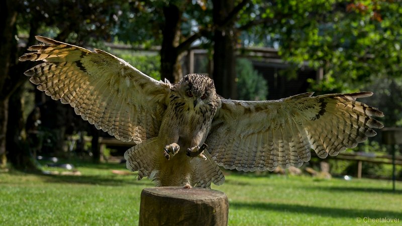 _DSC7229.JPG - Wildpark Hellenthal