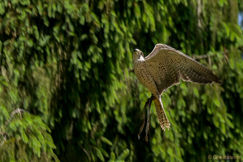_DSC7236.JPG - Wildpark Hellenthal