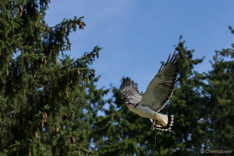 _DSC7257.JPG - Wildpark Hellenthal