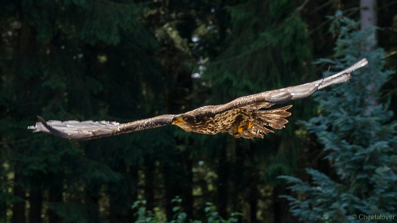 _DSC7304.JPG - Wildpark Hellenthal