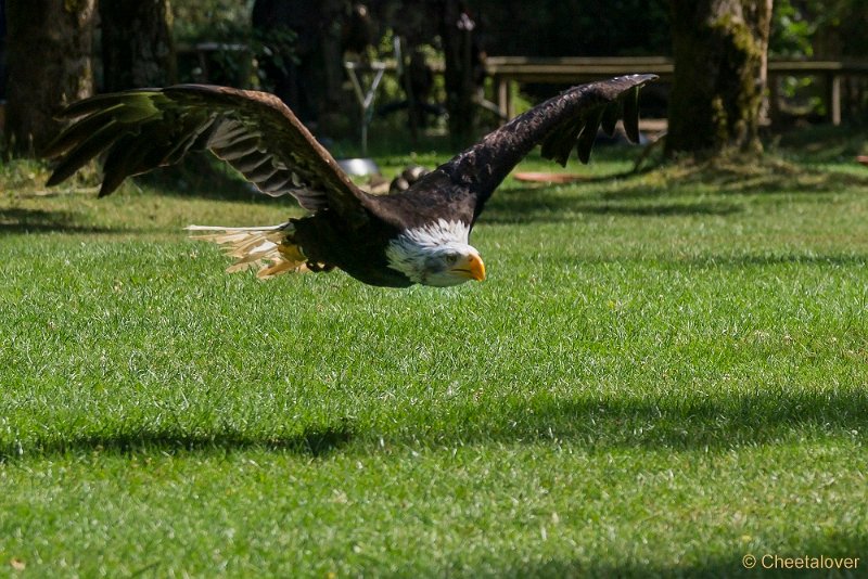 _DSC7329.JPG - Wildpark Hellenthal