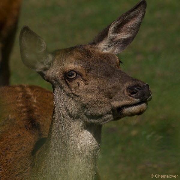 _DSC7343.JPG - Wildpark Hellenthal