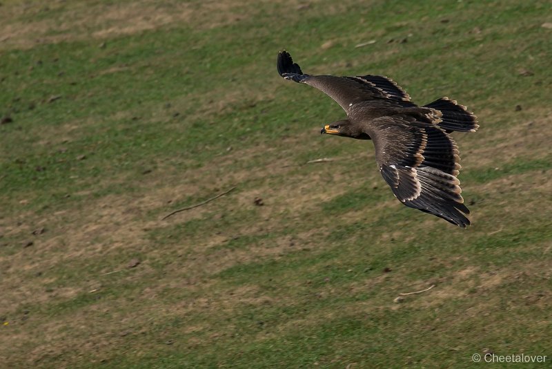 _DSC7363.JPG - Wildpark Hellenthal