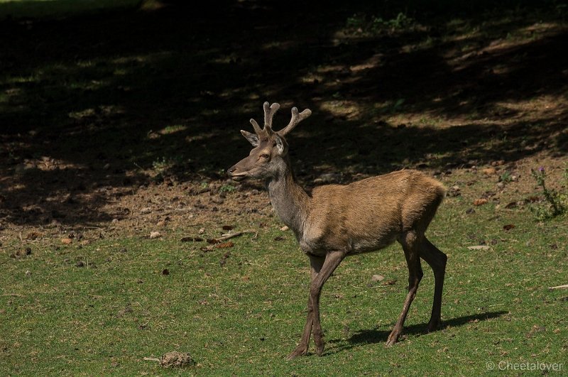 _DSC7365.JPG - Wildpark Hellenthal