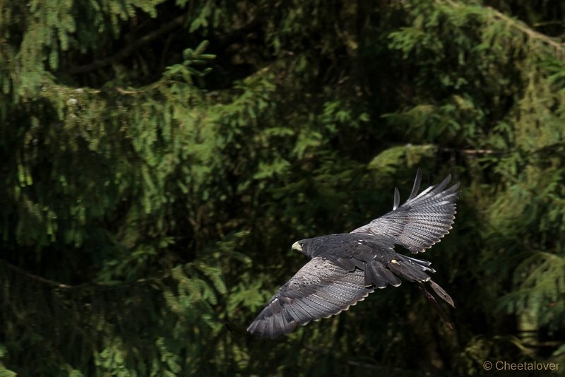 _DSC7389.JPG - Wildpark Hellenthal