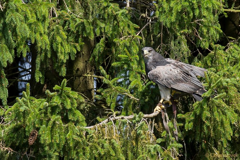 _DSC7417.JPG - Wildpark Hellenthal