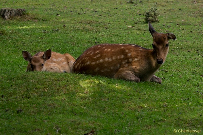 _DSC7453.JPG - Wildpark Hellenthal