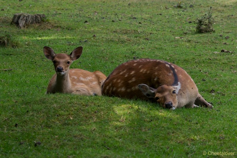 _DSC7456.JPG - Wildpark Hellenthal