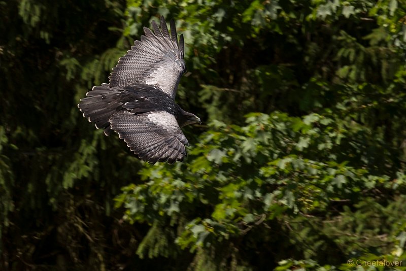 _DSC7787.JPG - Wildpark Hellenthal