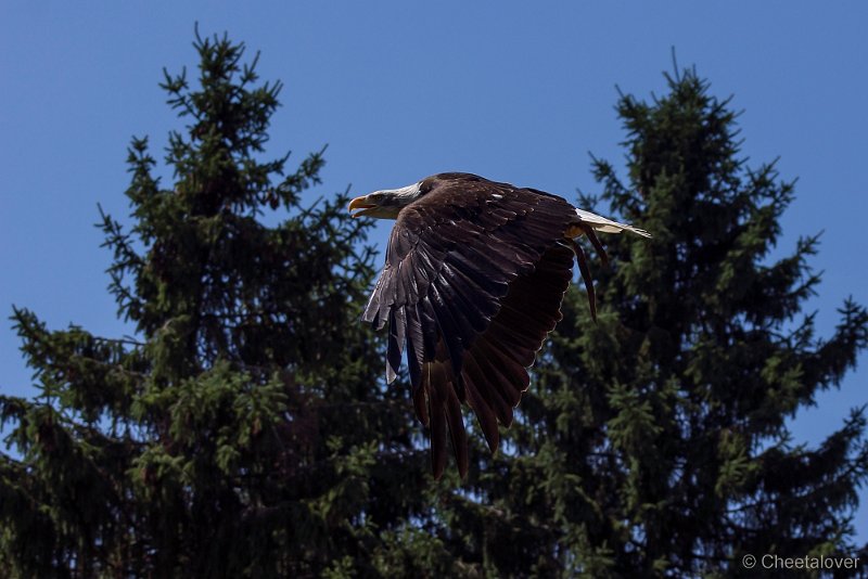 _DSC7845.JPG - Wildpark Hellenthal