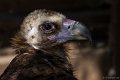 _DSC7197
