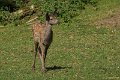 _DSC7381
