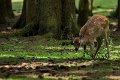 _DSC7450