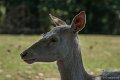 _DSC7467