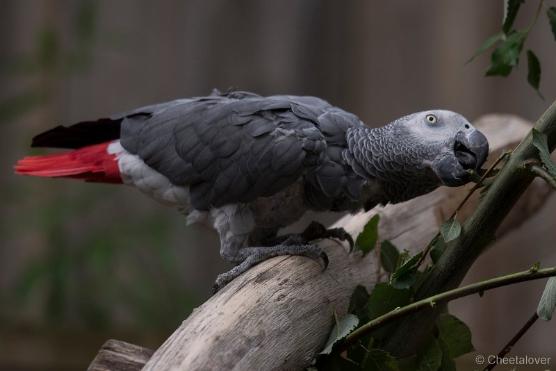 _DSC8524.JPG - Zoo Veldhoven