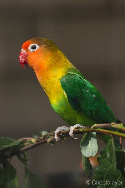 _DSC8532.JPG - Zoo Veldhoven