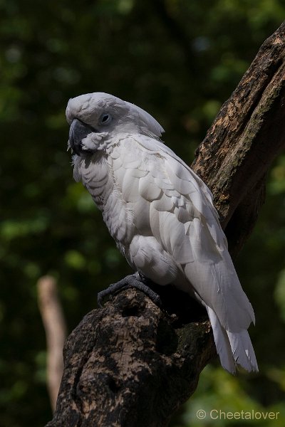 _DSC8537.JPG - Zoo Veldhoven