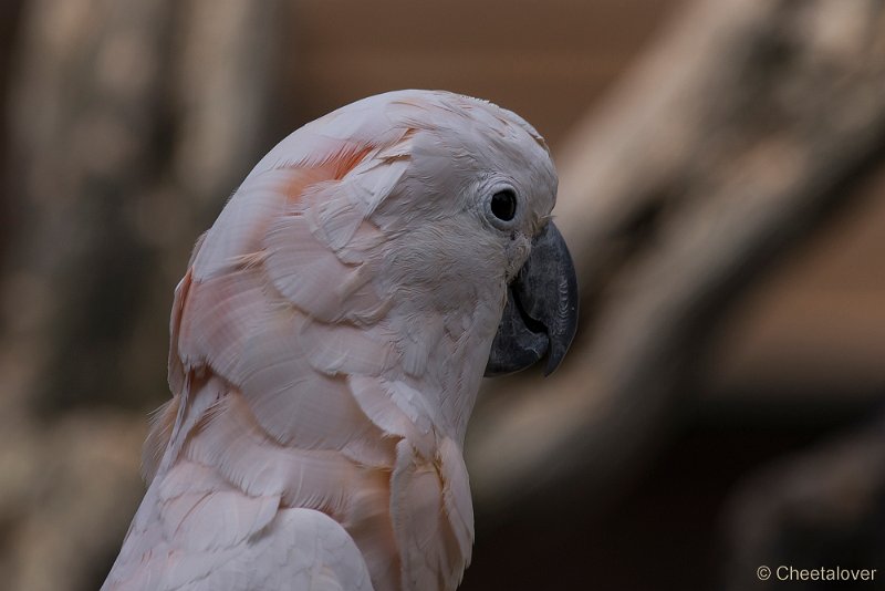 _DSC8538.JPG - Zoo Veldhoven