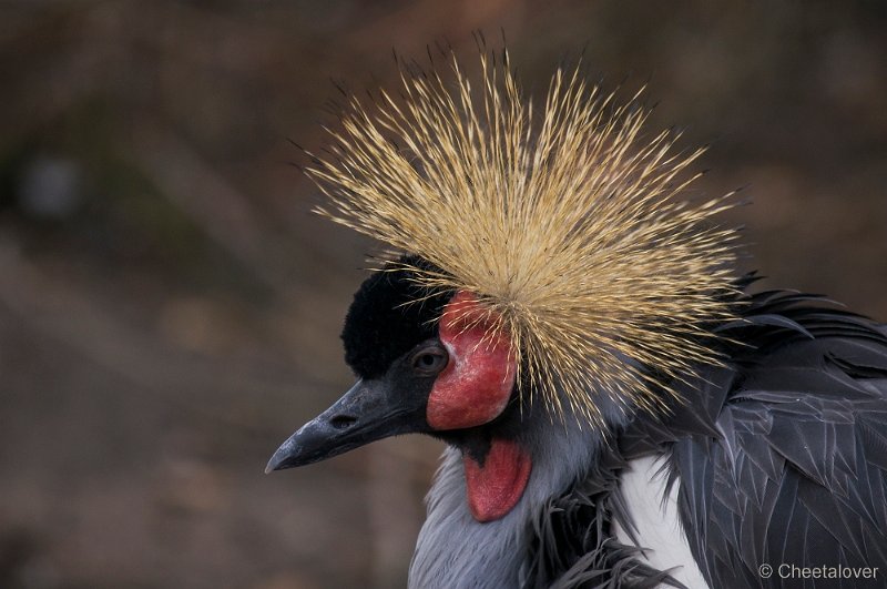 _DSC8587.JPG - Kroonkraanvogel