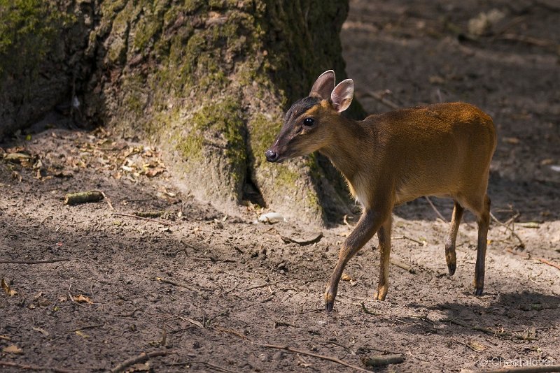 _DSC8588.JPG - Zoo Veldhoven