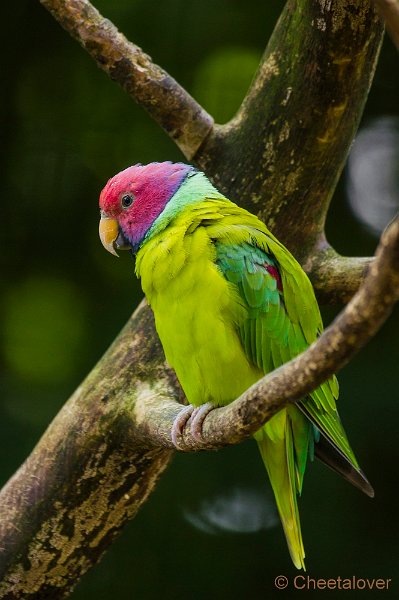 _DSC8597.JPG - Zoo Veldhoven