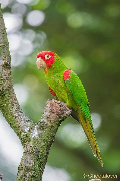 _DSC8609.JPG - Zoo Veldhoven