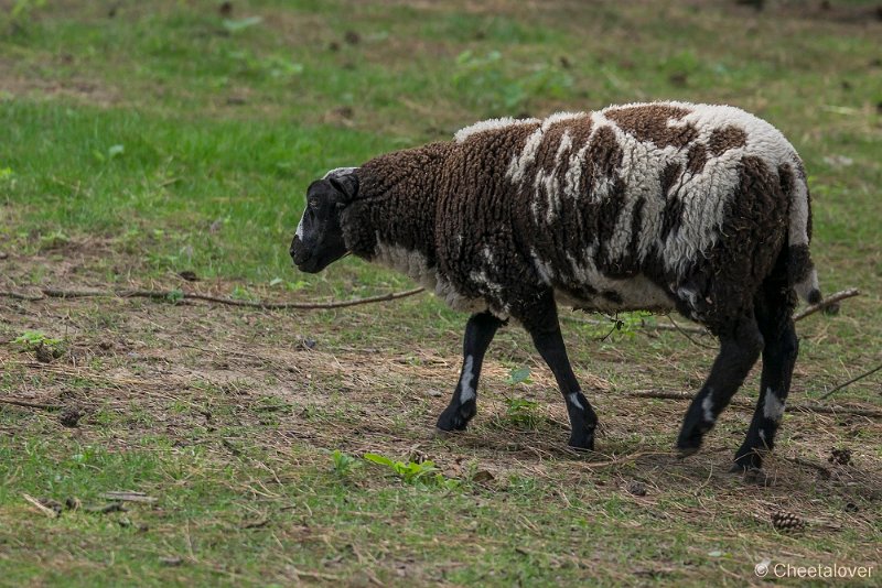 _DSC8622.JPG - Zoo Veldhoven