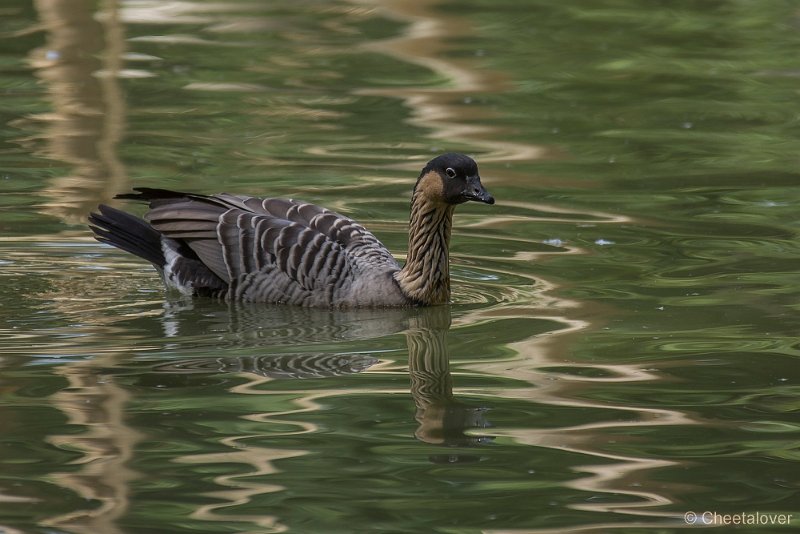 _DSC8627.JPG - Zoo Veldhoven