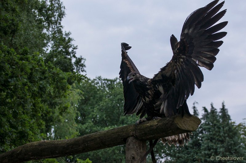 _DSC8656.JPG - Zoo Veldhoven