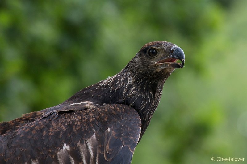_DSC8668.JPG - Zoo Veldhoven
