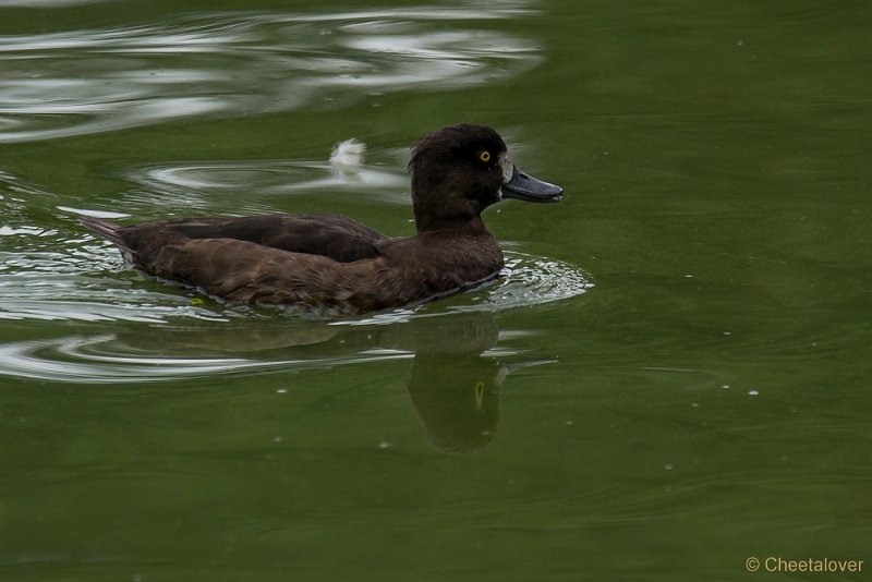 _DSC8740.JPG - Zoo Veldhoven