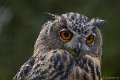 _DSC8712