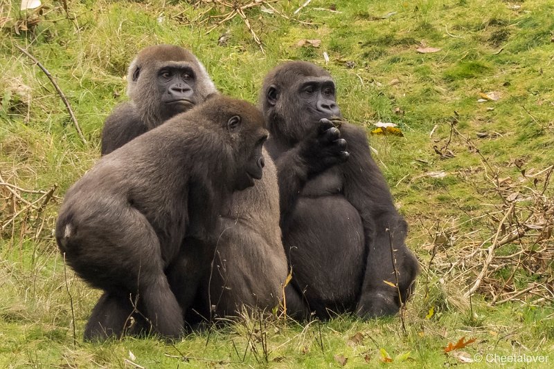P1250446.JPG - Laagland Gorilla