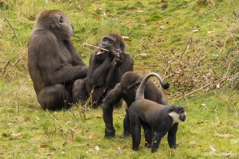 P1250449.JPG - Laagland Gorilla