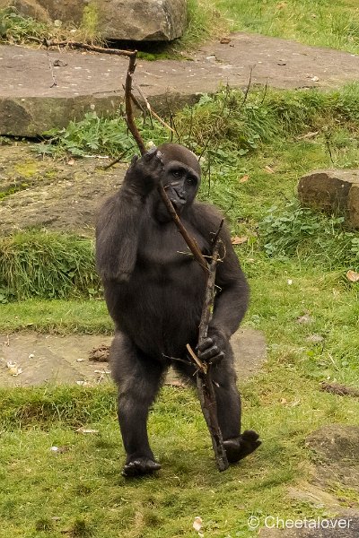 P1250454.JPG - Laagland Gorilla