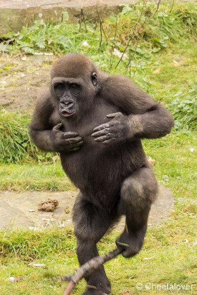 P1250460.JPG - Laagland Gorilla